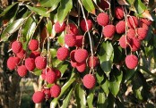 গাছ চিনুনঃ লিচু