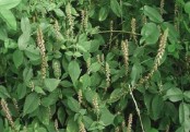 গাছ চিনুনঃ আপাং 