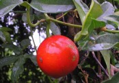 গাছ চিনুনঃ মাকাল গাছ