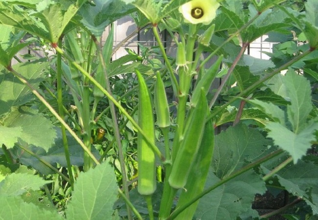 গাছ চিনুনঃ ঢেঁড়স