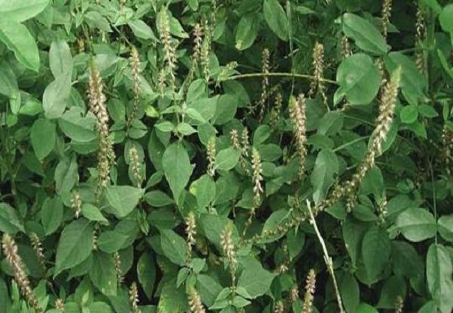 গাছ চিনুনঃ আপাং 