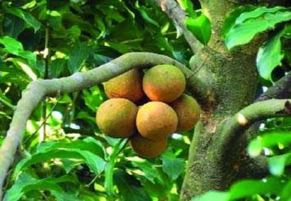 চালমুগরা