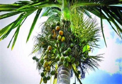 গাছ চিনুনঃ সুপারি