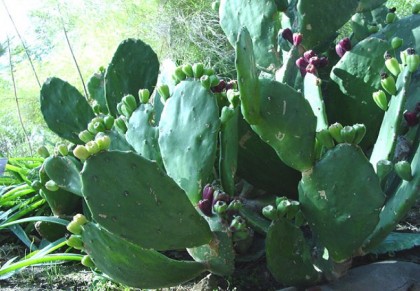 ফণীমনসা