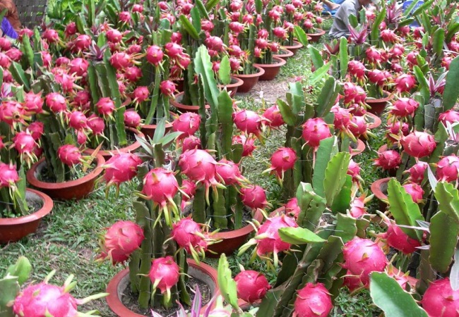 গাছ চিনুনঃ ড্রাগন ফল