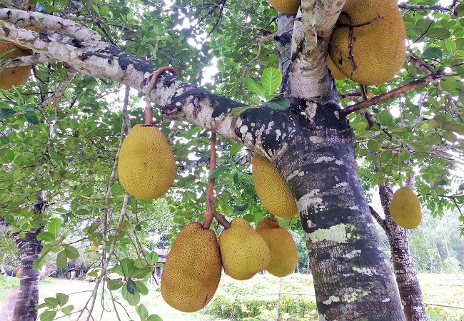 গাছ চিনুনঃ কাঁঠাল