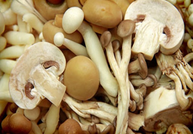 গাছ চিনুনঃ মাশরুম