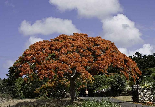গাছ চিনুনঃ কৃষ্ণচূড়া