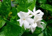 গাছ চিনুনঃ বেলি