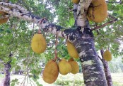 গাছ চিনুনঃ কাঁঠাল