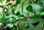 গাছ চিনুনঃ বৈঁচি