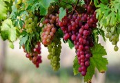 গাছ চিনুনঃ আঙুর 
