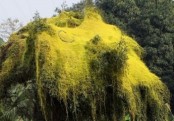 গাছ চিনুনঃ স্বর্ণলতা