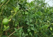 গাছ চিনুনঃ লেবু
