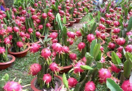 গাছ চিনুনঃ ড্রাগন ফল