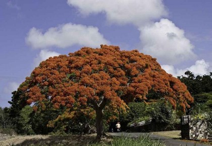 গাছ চিনুনঃ কৃষ্ণচূড়া
