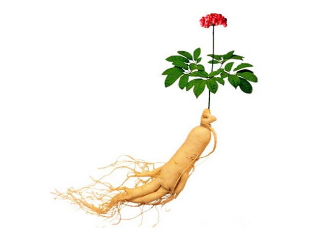 গাছ চিনুনঃ জিনসেং