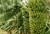 গাছ চিনুনঃ কলা