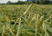 গাছ চিনুনঃ মুগ ডাল