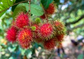 গাছ চিনুনঃ রামবুটান