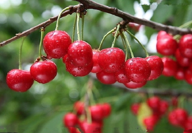 গাছ চিনুনঃ চেরি