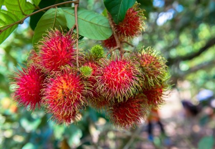 গাছ চিনুনঃ রামবুটান
