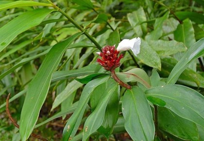গাছ চিনুনঃ কেঁউ