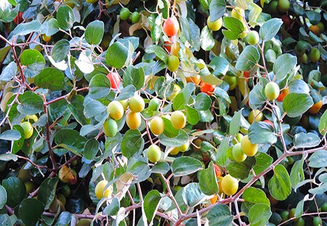 গাছ চিনুনঃ কুল