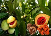 গাছ চিনুনঃ জায়ফল