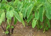 গাছ চিনুনঃ কচু 