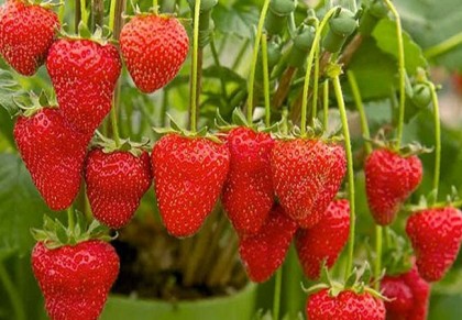 স্ট্রবেরী