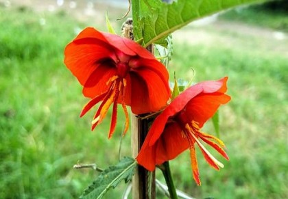 দুপুরমনি