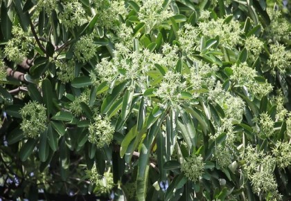 বড় ছাতিম