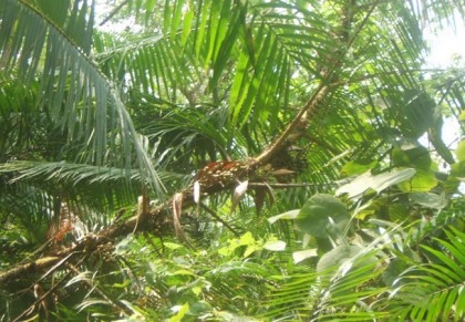 গাছ চিনুনঃ বেত