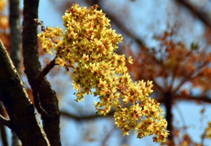 গাছ চিনুনঃ উদাল