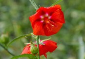 গাছ চিনুনঃ দুপুরমনি