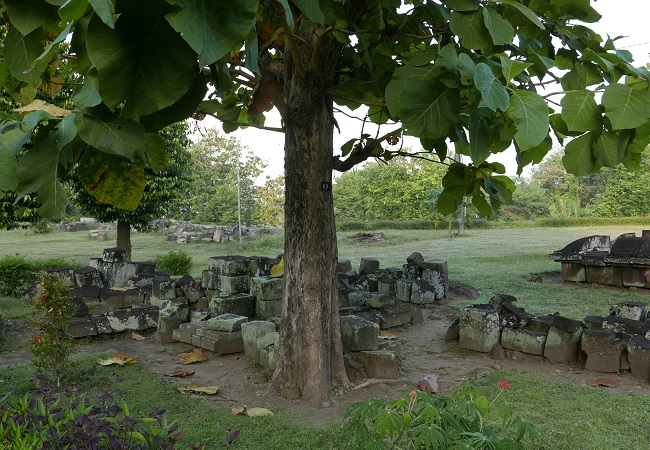 গাছ চিনুনঃ সেগুন