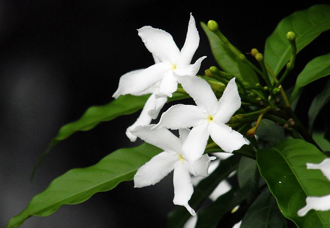 গাছ চিনুনঃ মালতী