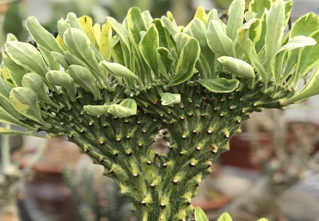 গাছ চিনুনঃ মনসা