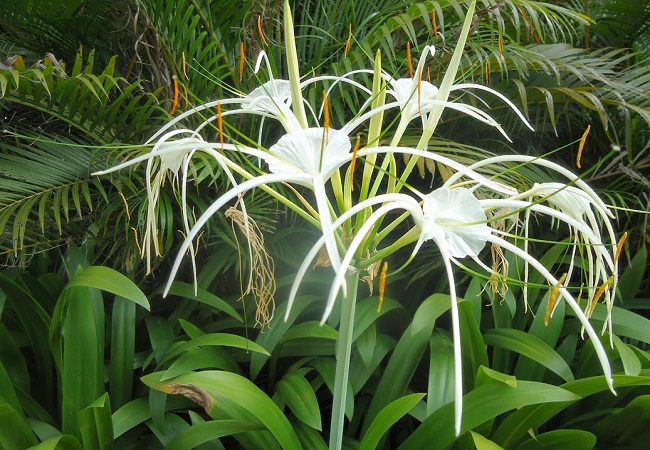 গাছ চিনুনঃ সুখদর্শন