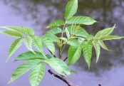 গাছ চিনুনঃ জিকা