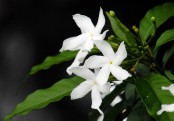 গাছ চিনুনঃ মালতী
