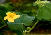 গাছ চিনুনঃ পেটারি
