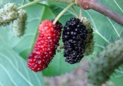 গাছ চিনুনঃ তুঁত