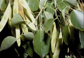 গাছ চিনুনঃ শিশু