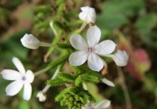 গাছ চিনুনঃ চিতা গাছ