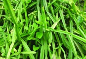 গাছ চিনুনঃ হাড়জোড়া