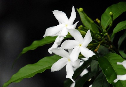 গাছ চিনুনঃ মালতী