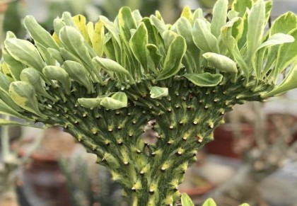 মনসা গাছ