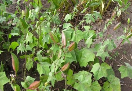 লতাকস্তুরী